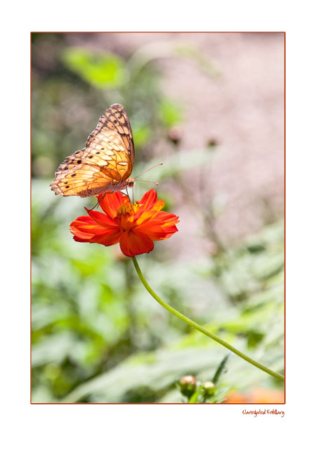 Variegated Fritillary